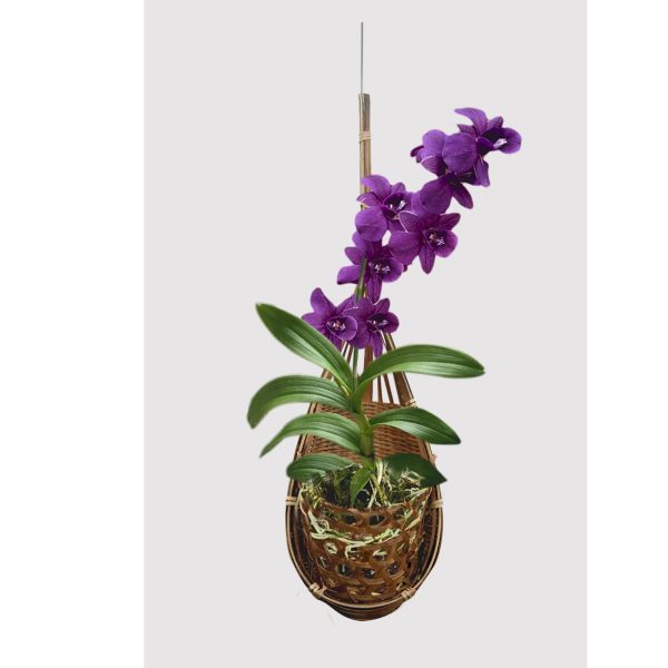 PANWA Handmade 100% Thai Bamboo Hanging Orchid Basket – Case Pack